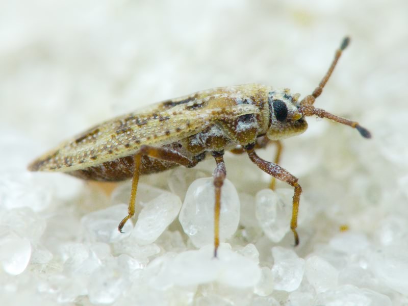 Tingis (Tropidocheila) maculata (Herrich-Schäffer, 1838)